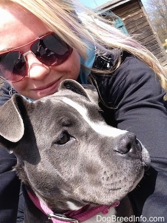 Close up - A blonde haired girl is wrapping her arms around the shoulders of a blue nose American Bully Pit puppy. She is looking down and to the right.