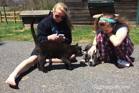 A blonde haired girl in sunglasses is sitting on a blacktop surface and texting on her phone. There is a black cat walking in front of her. There is a girl with a blue ribbon in her hair kneeling next to her petting a blue nose American Bully Pit puppy that is laying down on the blacktop surface.