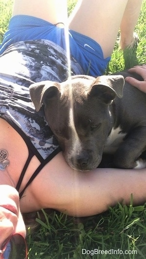 A blonde haired girl is laying in a field and laying on her is a blue nose American Bully Pit puppy.