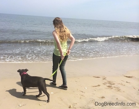 A girl in a green shirt is holding the leash of a blue nose American Bully Pit puppy and leading her to the water at a beach.