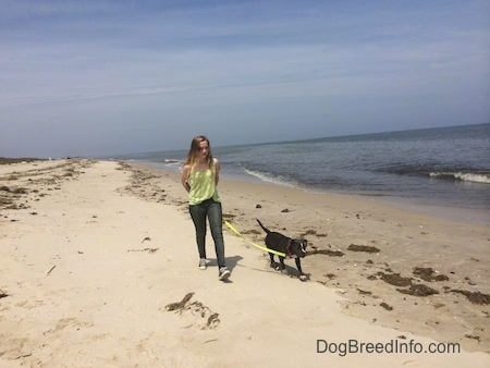 A girl in a green shirt is leading a blue nose American Bully Pit puppy on a walk across a beach.