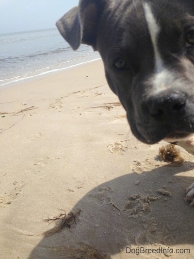 Close up - The face of a blue nose American Bully Pit is standing in sand and looking forward in front of water.