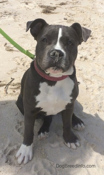 A blue nose American Bully Pit puppy is sitting in sand looking forward with sand all over her nose.