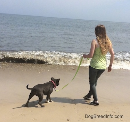 A blue nose American Bully Pit puppy is very cautious about walking towards the waves. A girl in a green shirt is holding her leash.