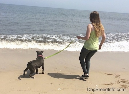 A blue nose American Bully Pit puppy is looking at the waves. There is a girl in a green shirt moving away from the coming waves.