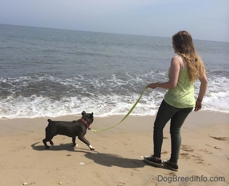 A blue nose American Bully Pit puppy is moving away from the waves, closer to the girl in a green shirt holding her leash.