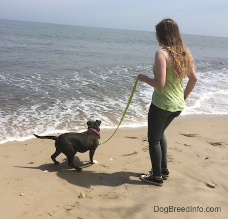 A blue nose American Bully Pit puppy is walking towards a descending wave. There is a girl in a green shirt holding the puppies leash.