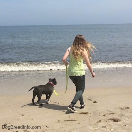 A girl in a green shirt is attempting to lead a blue nose American Bully Pit puppy closer to the descending waves.