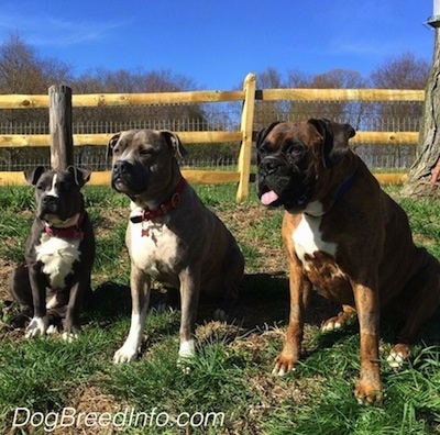 A blue nose American Bully Pit puppy, a blue nose Pit Bull Terrier and a brown with black and white Boxer are sitting in grass and looking to the left in front of a split rail fence.
