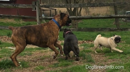 A blue nose American Bully Pit puppy, a tan with black Pug and a brown with black and white Boxer are running around each other in grass,