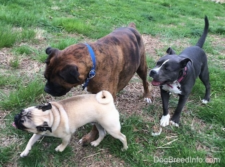 A tan with black Pug is leading a brown with black and white Boxer and a blue nose American Bully Pit puppy across a grassy yard.