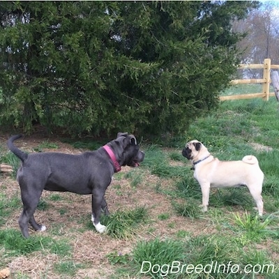 A blue nose American Bully Pit puppy is standing across from a tan with black Pug and they are standing face to face in grass. The puppies mouth is open.
