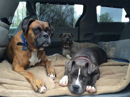 A blue nose American Bully Pit puppy is laying down on a dog bed. A brown with black and white Boxer and a blue nose Pit Bull Terrier are also laying on dog beds in the back of a mini van vehicle that has the middle seats out.