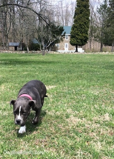 A blue nose Pit Bull Terrier is walking up a field with her head level with her body. There is an old stone farmhouse with a green tin roof in the distance.