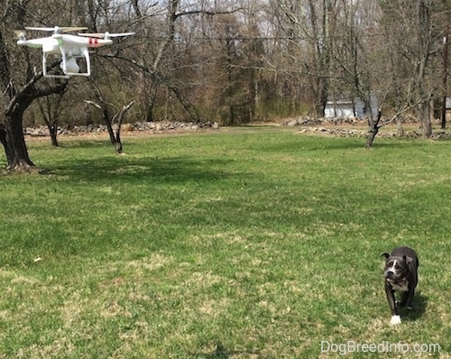 A phantom quadcopter drone is hovering over a field with a blue nose American Bully Pit puppy stalking it.