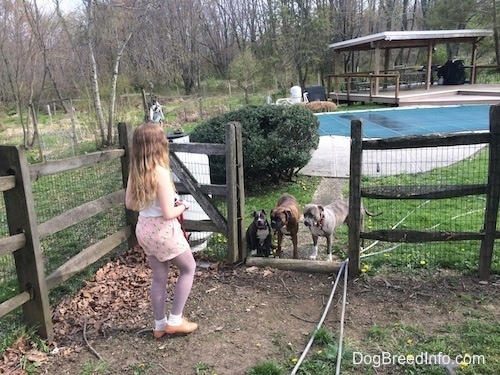 A blue nose American Bully Pit puppy is sitting next to a brown with black and white Boxer who is standing next to a blue nose Pit Bull Terrier. They are all in front of an open wooden gate of a swimming pool. There is a girl in a white shirt standing on the opposite side of the gate asking all of the dogs to stay.