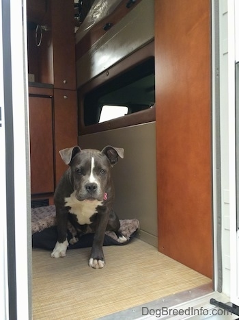 A blue nose American Bully Pit puppy is sitting in a camper and looking out of a doorway.