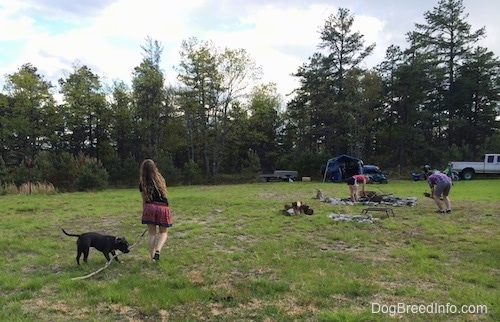 A girl in a black shirt is pulling a large stick next to her and a blue nose American Bully Pit is biting the stick. In the background two people are out getting sticks for a fire.