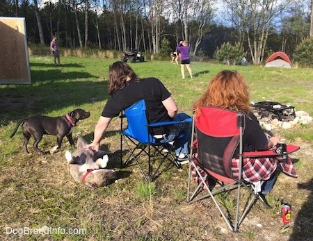 A man in a blue lawn chair is rubbing the stomach of a blue nose Pit Bull Terrier. There is a blue nose American Bully Pit walking over to the man in the chair. There is a lady in a red lawn chair next to them. In the background there are people playing frisbee and tents set up.