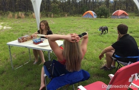 A boy and two girls are sitting at a table and making sandwiches. A blue nose American Bully Pit is walking across a field with an empty bottle in her mouth. There are tents set up in the distance.