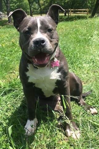 A wide chested, big headed, blue nose American Bully Pit is sitting in grass and looking forward. Her mouth is open, tongue is out and it looks like she is smiling.