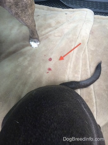 A red arrow pointing to drips of blood on a dog bed.