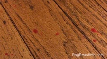 Drips of blood on a hardwood floor.