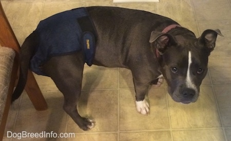A blue nose American Bully Pit is standing on a tiled floor in a blue diaper and she is looking up.