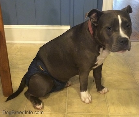 A blue nose American Bully Pit is sitting on a tiled floor and she is looking forward.