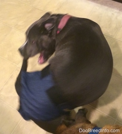 A blue nose American Bully Pit is attempting to bite a diaper that she is wearing. She is standing on a tiled floor.