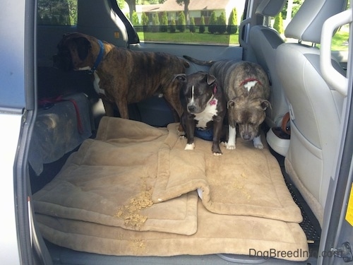 Three dogs are in the middle of a mini van and they are sitting on a dog bed. In front of them there is a pile of throw up.