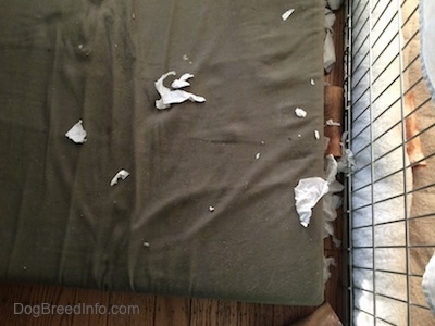 Chewed up paper pieces on a green orthopedic dog bed pillow.