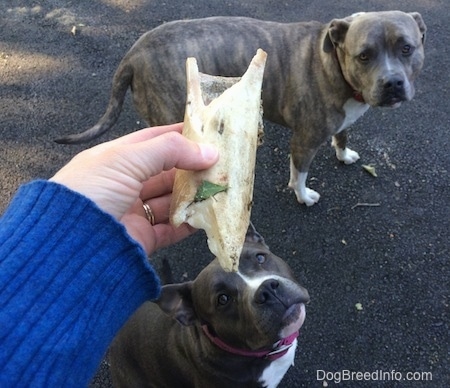 A person is holding half a bone in her hand. A blue nose American Bully Pit and a blue nose Pit Bull Terrier are looking up at the bone the person is holding.