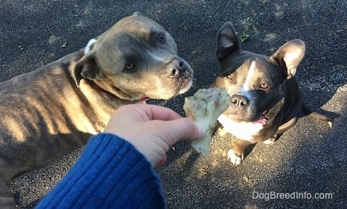 A person is holding a piece of a bone. A blue nose American Bully Pit and a blue nose Pit Bull Terrier are looking up at the bone in a persons hand.