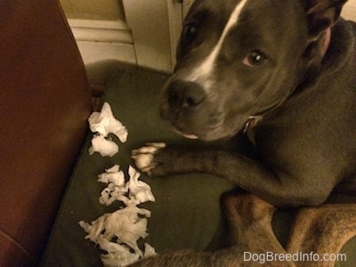 Close up - A blue nose American Bully Pit is laying on a green pillow and there is a pile of chewed up paper in front of her. She is looking up.