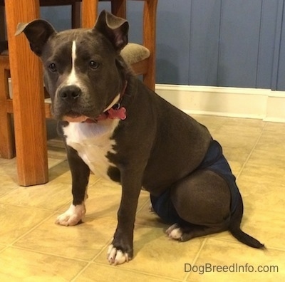 A blue nose American Bully Pit is waring a blue diaper and sitting on a tiled floor. There is a wooden table behind her.
