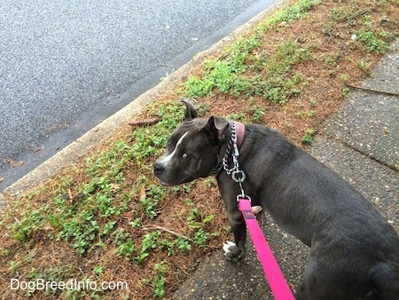 A blue nose American Bully Pit is standing on a sidewalk and she is looking to the left. Her mouth is open and it looks like she is smiling.