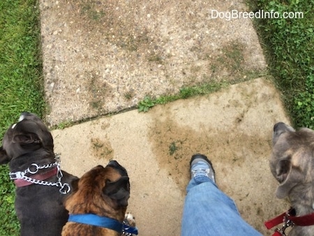 Top down view of three dogs being taken on a walk.