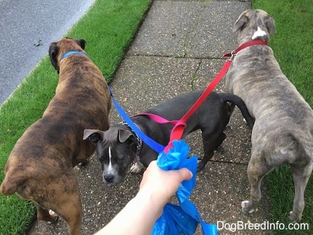 The back of a brown with black and white Boxer and a blue nose Pit Bull Terrier are standing in grass and looking forward. In between them is a blue nose American Bully Pit is facing the person holding her leash.