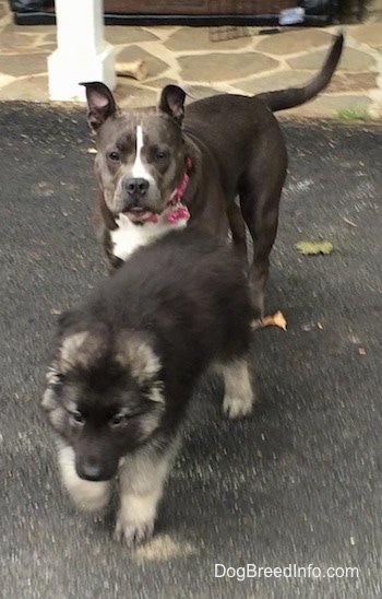 A blue nose American Bully Pit is following behind a black with grey Shiloh Shepherd puppy. They are on a blacktop surface and there is a stone porch behind them.