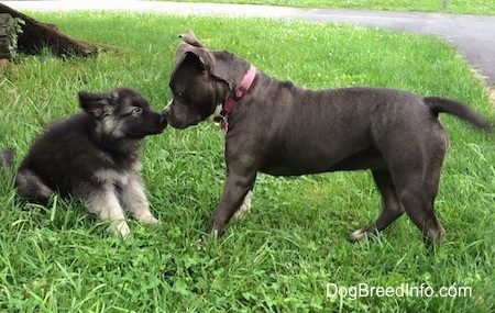 A black with grey Shiloh Shepherd puppy is sitting in grass and he is going nose to nose with a blue nose American Bully Pit.