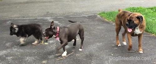 A black with grey Shiloh Shepherd puppy is walking across a blacktop surface. A blue nose American Pit Bull Terrier is following behind it. There is a brown with black and white Boxer standing across from them. His mouth is open and tongue is out.