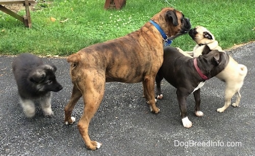A black with grey Shiloh Shepherd puppy is standing behind a brown brindle Boxer. The Boxer is standing over a blue nose American Bully Pit. A tan with black Pug is standing up against the back of the Bully Pit and getting in the face of the Boxer.