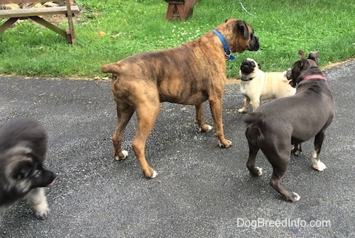 A black with grey Shiloh Shepherd puppy is walking away from all the dogs standing across from him. There is a brown brindle Boxer standing over a tan with black Pug. There is a blue nose American Bully Pit looking at the Boxer.