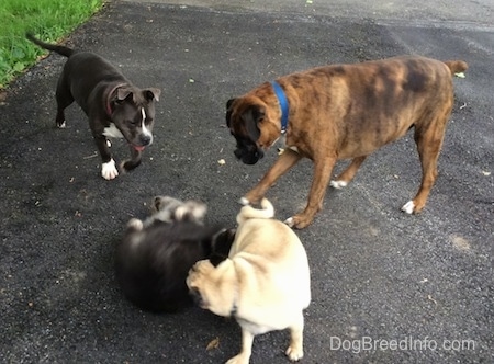 A black with grey Shiloh Shepherd puppy is laying on his back on a blacktop surface. A blue nose American Bully Pit, a brown with black and white Boxer and a tan with black Pug are looking at the puppy on the ground.