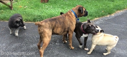 A blue nose American Bully Pit is getting in the face of a tan with black Pug. A brown with black and white Boxer is looking over top of them. A black with grey Shiloh Shepherd is looking at the grouped up dogs.