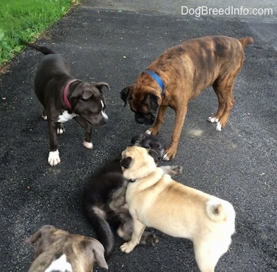 A blue nose American Bully Pit, a brown with black and white Boxer, a tan with black Pug and a blue nose Pit Bull Terrier are walking to a black with grey Shiloh Shepherd puppy is laying on his back on a blacktop surface
