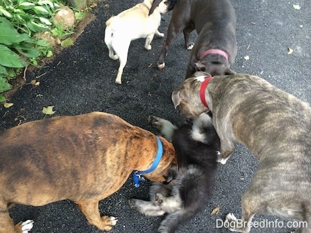 A blue nose American Bully Pit, a brown with black and white Boxer and a blue nose Pit Bull Terrier are sniffing a black with grey Shiloh Shepherd puppy. A tan with black Pug is walking away.
