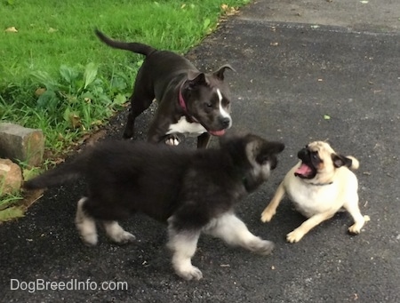 A tan with black Pug is attempting to pull the black with grey Shiloh Shepherd puppy into the play session. A blue nose American Bully Pit is running towards the Pug.