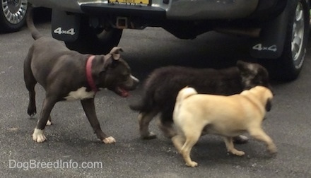 A blue nose American Bully Pit is walking behind a black Shiloh Shepherd puppy and a tan with black Pug. They are walking across a blacktop surface. There is a vehicle behind them.